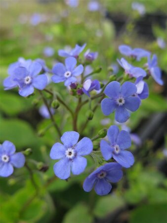 Omphalodes verna geen maat specificatie 0,55L/P9cm - afbeelding 12
