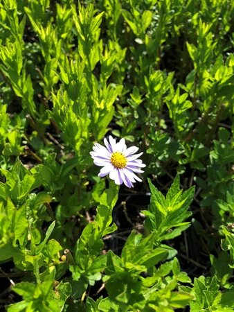 Aster ageratoides 'Ezo Murazaki' geen maat specificatie 0,55L/P9cm - afbeelding 2