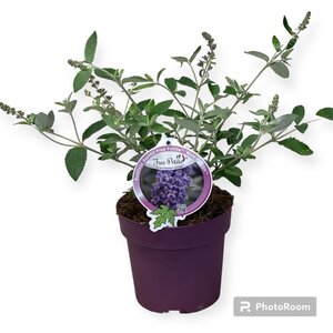 Buddleja Free Petite Blue Heaven geen maat specificatie cont. 3,0L