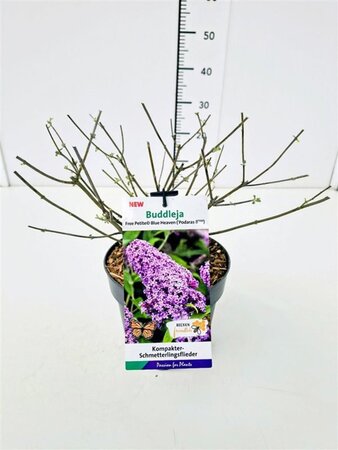 Buddleja Free Petite Blue Heaven geen maat specificatie cont. 3,0L - afbeelding 5
