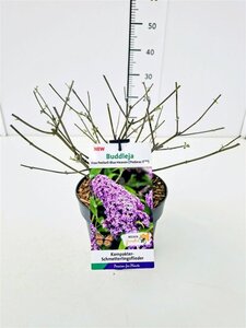 Buddleja Free Petite Blue Heaven geen maat specificatie cont. 3,0L - afbeelding 5