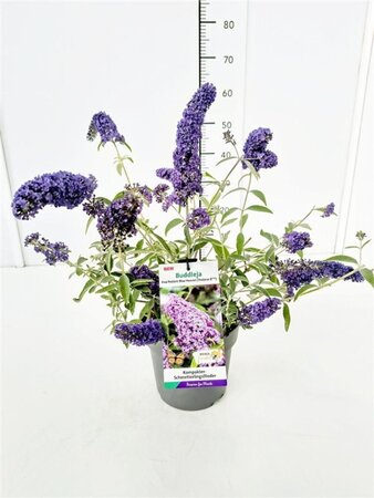 Buddleja Free Petite Blue Heaven geen maat specificatie cont. 3,0L - afbeelding 5