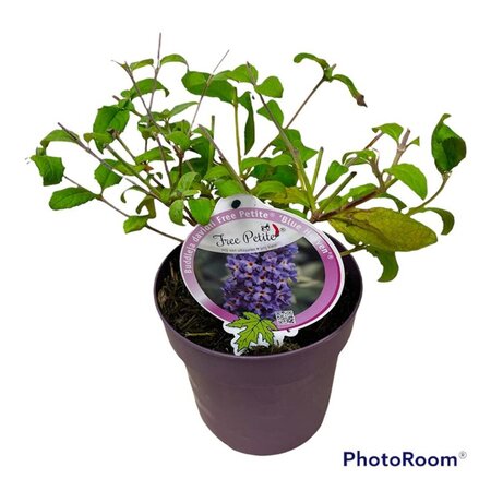 Buddleja Free Petite Blue Heaven geen maat specificatie cont. 3,0L - image 2