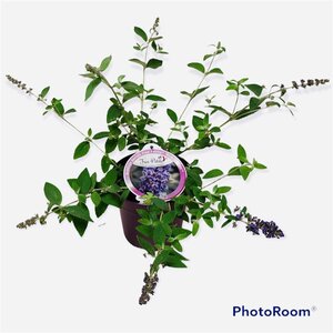 Buddleja Free Petite Blue Heaven geen maat specificatie cont. 3,0L - image 4
