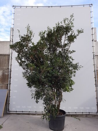 Osmanthus heterophyllus = aquifolium 200-225 cm draadkluit meerstammig