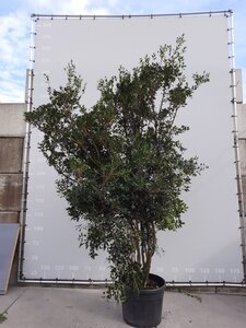 Osmanthus heterophyllus = aquifolium 200-225 cm draadkluit meerstammig