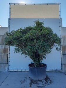 Osmanthus heterophyllus = aquifolium 200-225 cm WRB multi-stem