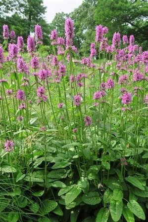 Stachys monieri 'Hummelo' geen maat specificatie 0,55L/P9cm