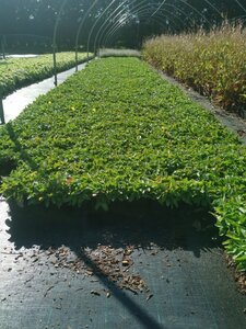 Stachys monieri 'Hummelo' geen maat specificatie 0,55L/P9cm - afbeelding 1