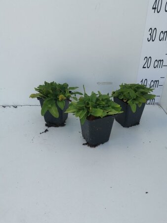 Stachys monieri 'Hummelo' geen maat specificatie 0,55L/P9cm - afbeelding 2