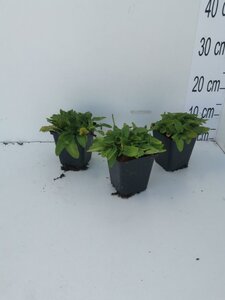Stachys monieri 'Hummelo' geen maat specificatie 0,55L/P9cm - afbeelding 2