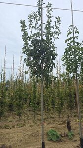 Fraxinus ornus 10-12 Hoogstam wortelgoed