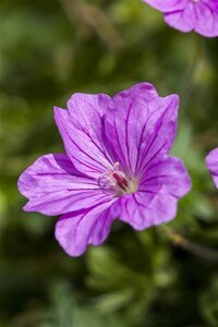 Geranium 'Blushing Turtle' geen maat specificatie 0,55L/P9cm
