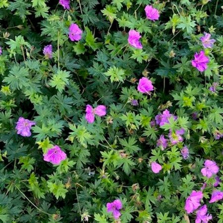 Geranium 'Blushing Turtle' geen maat specificatie 0,55L/P9cm - afbeelding 4