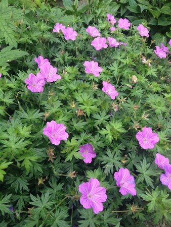 Geranium 'Blushing Turtle' geen maat specificatie 0,55L/P9cm - afbeelding 5