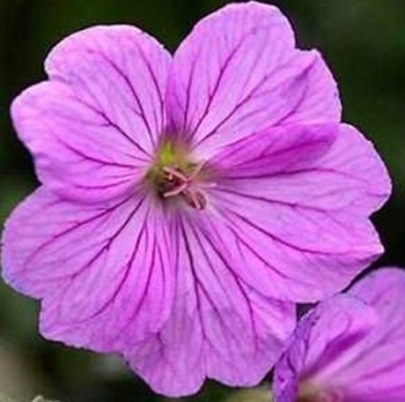 Geranium 'Blushing Turtle' geen maat specificatie 0,55L/P9cm - afbeelding 4