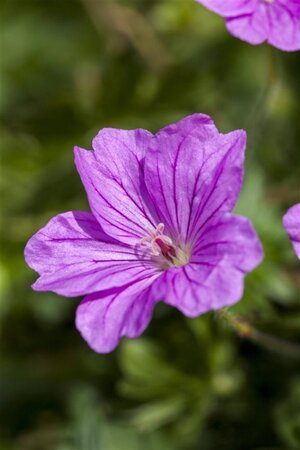 Geranium 'Blushing Turtle' geen maat specificatie 0,55L/P9cm - image 1