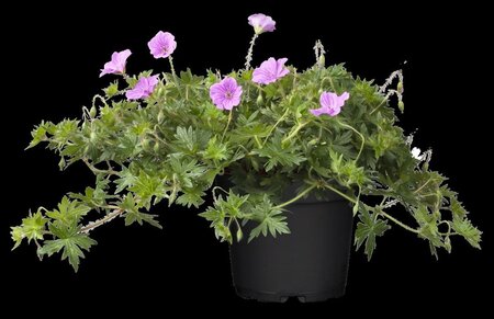 Geranium 'Blushing Turtle' geen maat specificatie 0,55L/P9cm - image 2