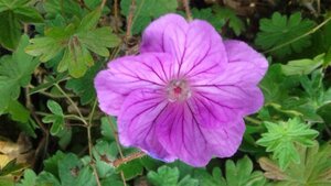 Geranium 'Blushing Turtle' geen maat specificatie 0,55L/P9cm - image 3