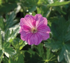 Geranium 'Blushing Turtle' geen maat specificatie 0,55L/P9cm - image 7