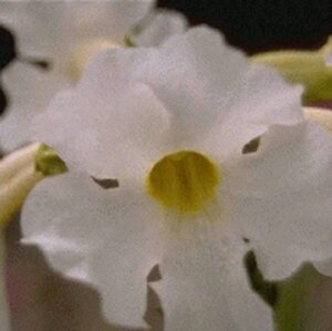 Incarvillea del. 'Snowtop' geen maat specificatie 0,55L/P9cm