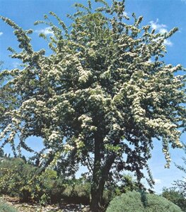 Crataegus monogyna 8-10 Hoogstam wortelgoed - afbeelding 6