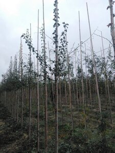 Crataegus monogyna 8-10 Hoogstam wortelgoed - afbeelding 5