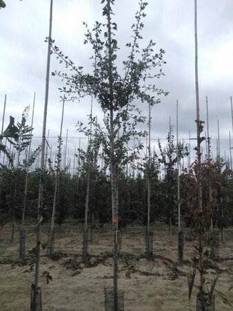 Crataegus monogyna 8-10 Hoogstam wortelgoed - afbeelding 1