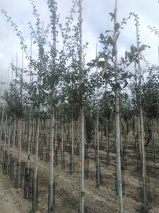 Crataegus monogyna 8-10 Hoogstam wortelgoed - afbeelding 2