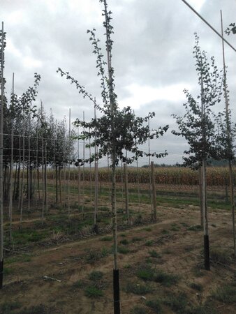 Crataegus monogyna 8-10 Hoogstam wortelgoed - afbeelding 3