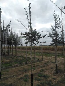 Crataegus monogyna 8-10 Hoogstam wortelgoed - afbeelding 3