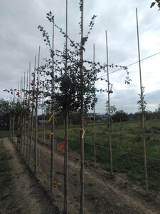 Crataegus monogyna 8-10 Hoogstam wortelgoed - afbeelding 4