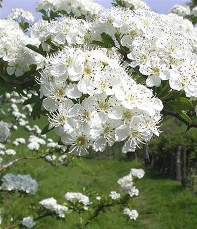 Crataegus monogyna 8-10 Hoogstam wortelgoed - afbeelding 7