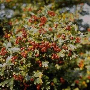 Crataegus monogyna 8-10 Hoogstam wortelgoed - afbeelding 8