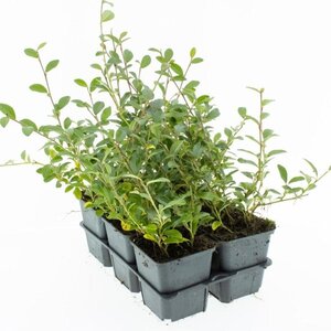 Cotoneaster dammeri geen maat specificatie 0,55L/P9cm - afbeelding 6