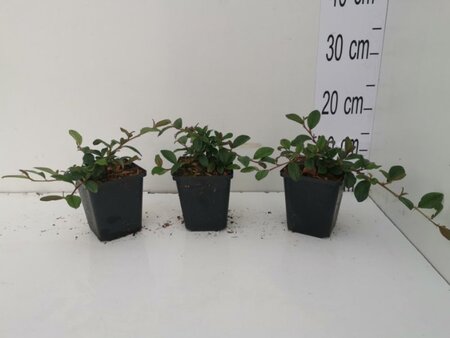 Cotoneaster dammeri geen maat specificatie 0,55L/P9cm - afbeelding 5