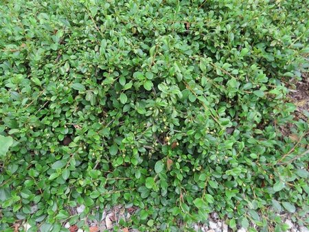Cotoneaster dammeri geen maat specificatie 0,55L/P9cm - afbeelding 6