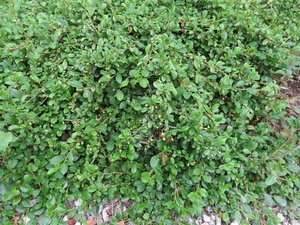 Cotoneaster dammeri geen maat specificatie 0,55L/P9cm - afbeelding 6