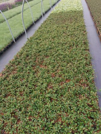 Cotoneaster dammeri geen maat specificatie 0,55L/P9cm - afbeelding 6