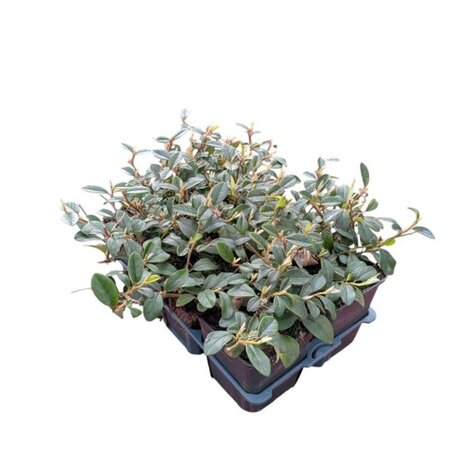 Cotoneaster dammeri geen maat specificatie 0,55L/P9cm - afbeelding 5
