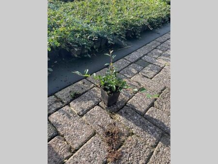 Cotoneaster dammeri geen maat specificatie 0,55L/P9cm - afbeelding 5