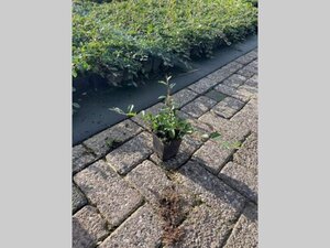 Cotoneaster dammeri geen maat specificatie 0,55L/P9cm - afbeelding 5