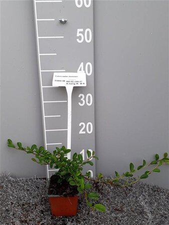 Cotoneaster dammeri geen maat specificatie 0,55L/P9cm - afbeelding 5