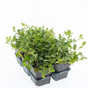 Cotoneaster dammeri geen maat specificatie 0,55L/P9cm - afbeelding 8
