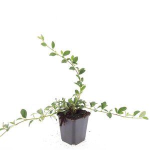 Cotoneaster dammeri geen maat specificatie 0,55L/P9cm - afbeelding 10