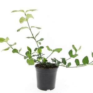 Euonymus fort. 'Dart's Blanket' geen maat specificatie cont. 1,5L