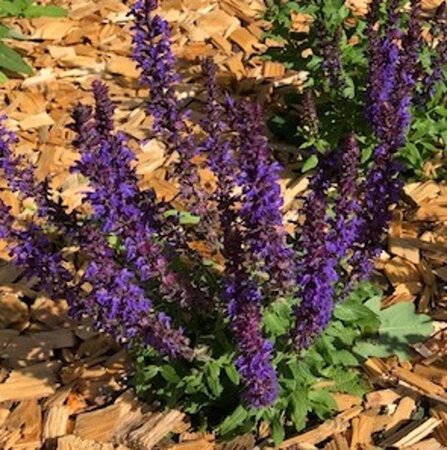 Salvia nem. 'Blaukönigin' geen maat specificatie 0,55L/P9cm - afbeelding 1
