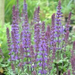 Salvia nem. 'Blaukönigin' geen maat specificatie 0,55L/P9cm - afbeelding 2