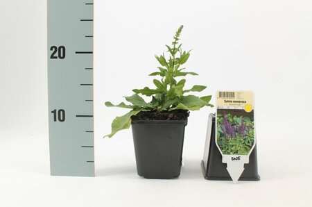 Salvia nem. 'Blaukönigin' geen maat specificatie 0,55L/P9cm - afbeelding 4