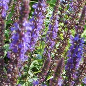 Salvia nem. 'Blaukönigin' geen maat specificatie 0,55L/P9cm - afbeelding 3